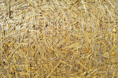 wheat agriculture straw