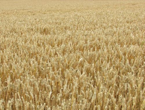wheat grain corn