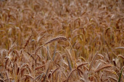 wheat grains crops