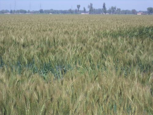 wheat wheat field plant