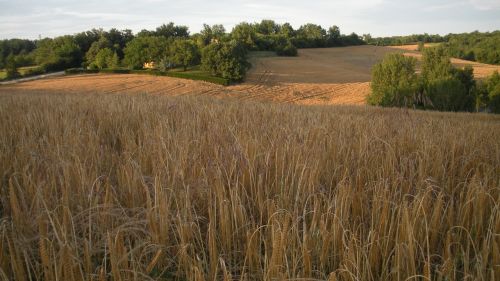 wheat field cereals