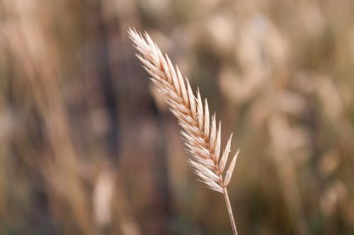 wheat grain field