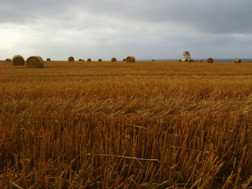 wheat summer field