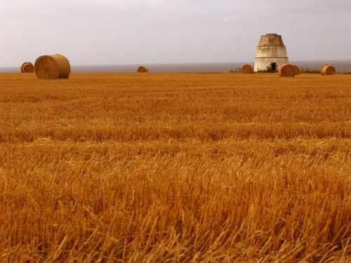 wheat field shelter