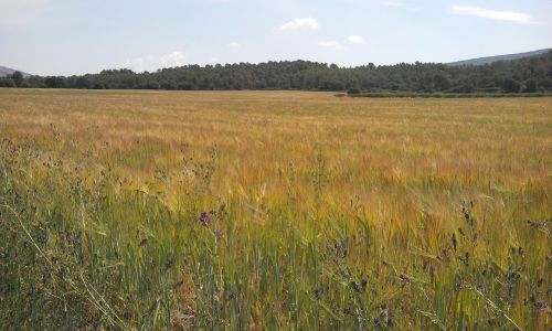 wheat laid landscape