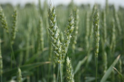 wheat grain crop