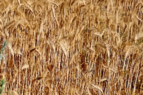 Wheat Background