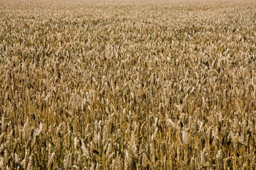 Wheat Background