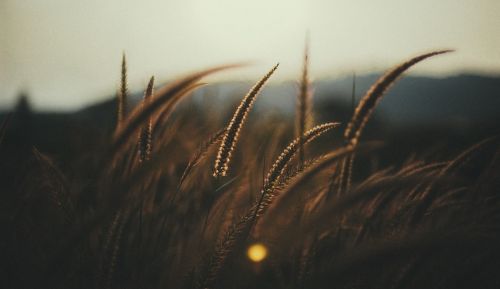 wheat field macro wheat
