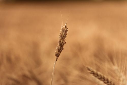 wheat field close-up plant