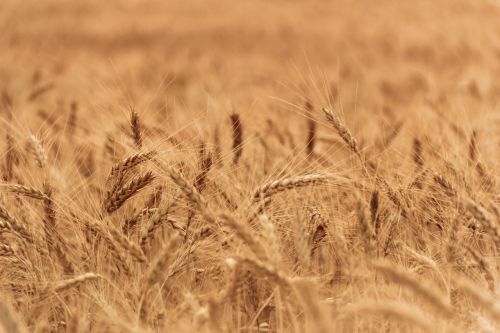 wheat field close-up plant