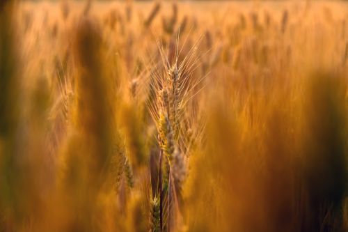 wheat field close-up natural