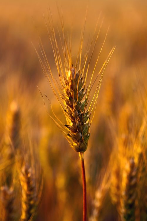 wheat field close-up plant