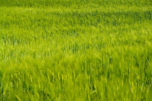 wheat field plants natural