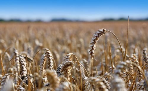 wheat field ear of corn field