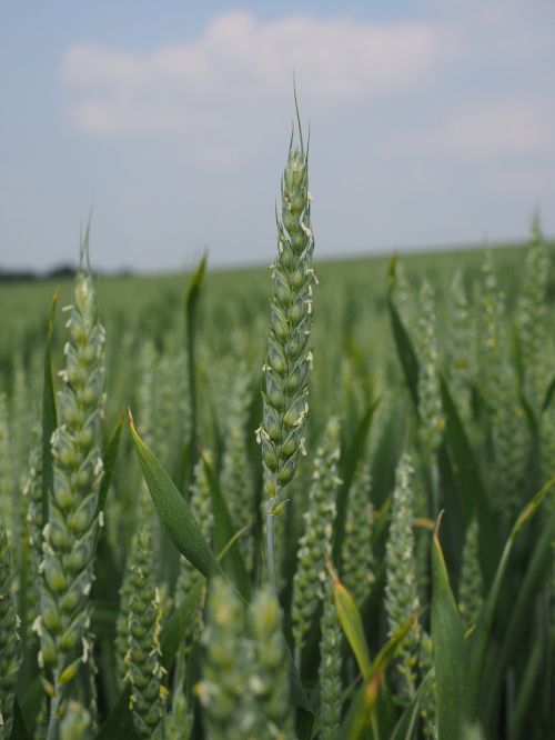 wheat field wheat wheat spike