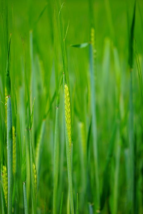 wheat field wheat seed