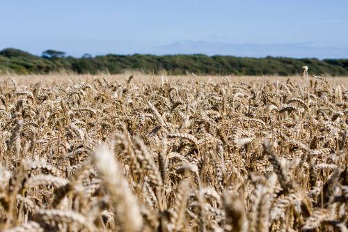 Wheat Field