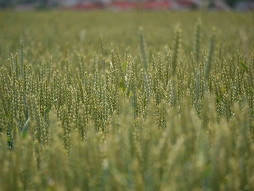 wheat field cereals far