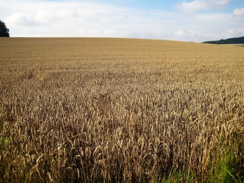 wheat field late summer cornfield