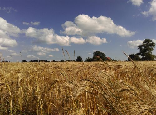 wheat field summer dry