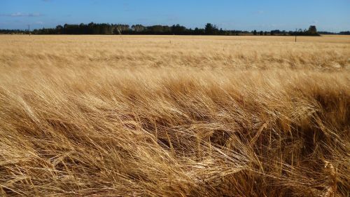 wheat field windy field horizon
