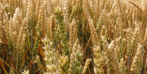 wheat field wheat cornfield