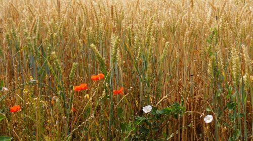 wheat field wheat cornfield