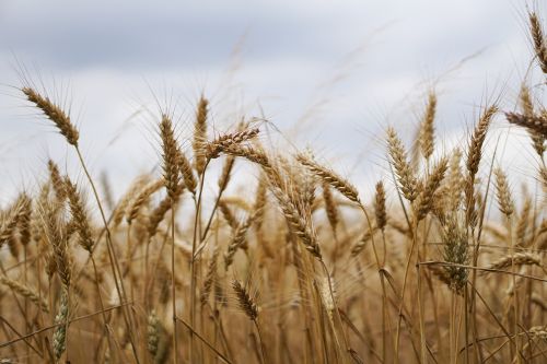 wheat field wheat wheat cultivation