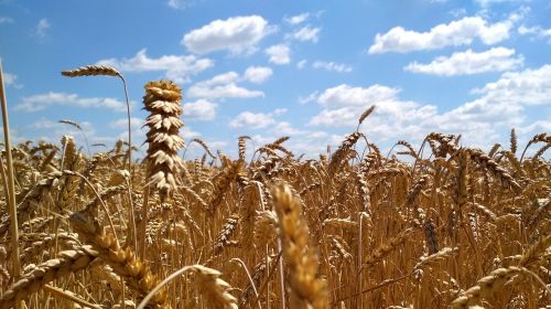 wheat field grain ripe