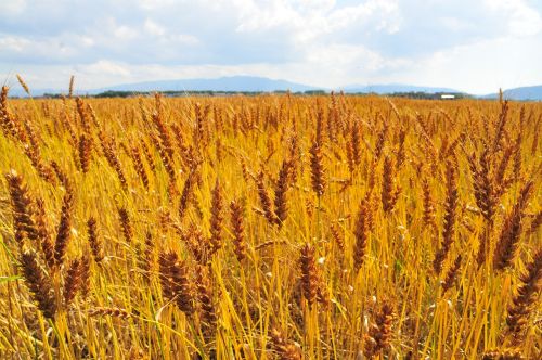 wheat field wide barley