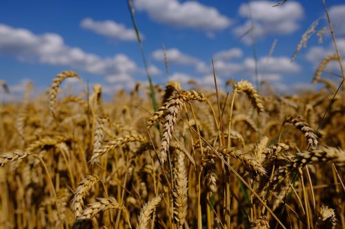 wheat field autumn sky