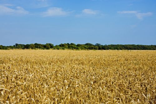 wheat field wheat landscape