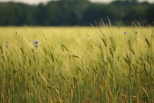 wheat field  spike  cornfield