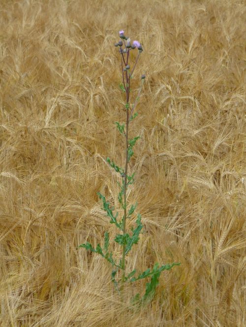 wheat field thistle weed