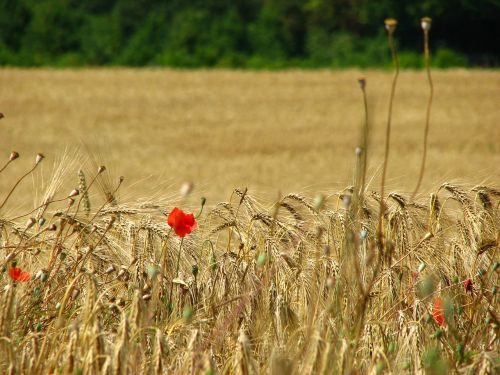 wheat field spike wheat
