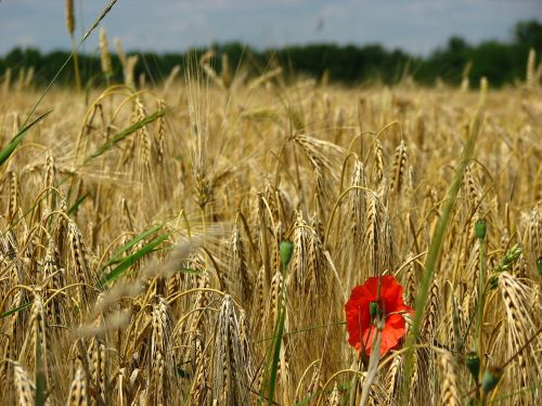 wheat field spike wheat