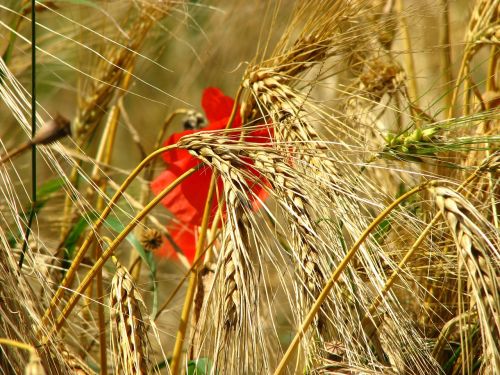 wheat field spike wheat