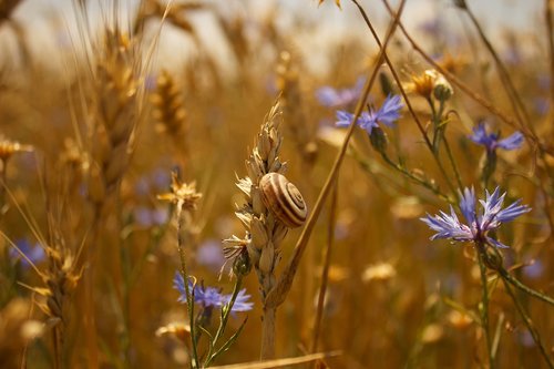 wheat field  snail shell  purple