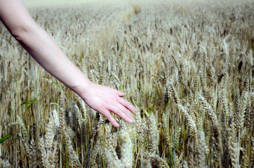 wheat field field wheat