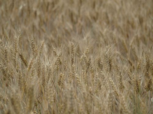 wheat field wheat spike