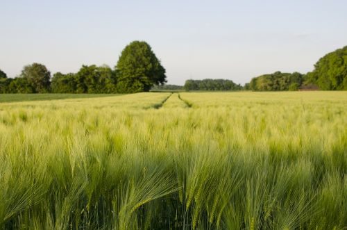 wheat field meadow green