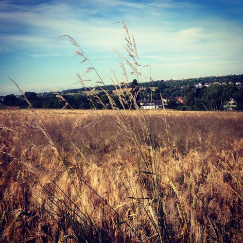 wheat field field arable