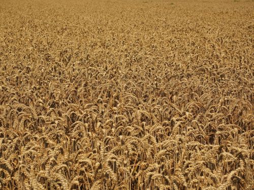 wheat field cornfield many