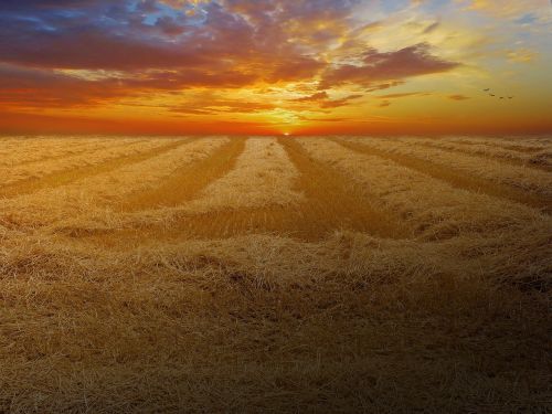 wheat field cornfield cereals