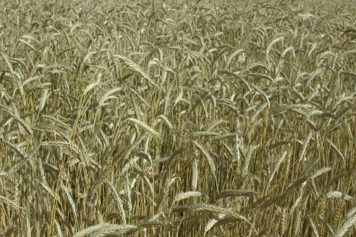 wheat field spike yellow