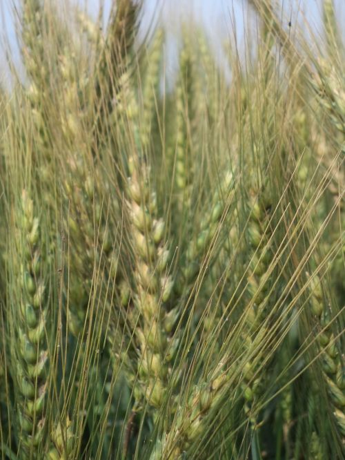 wheat field plant wheat
