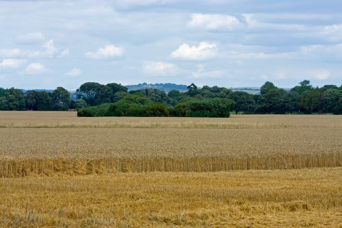 Wheat Field Landscape