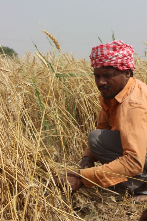 wheat fields punjab patiala