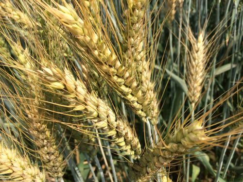 wheat grain fresh natural